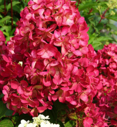 hortensia-diamand-rouge