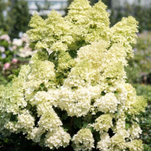 hortensia-magical-lime-sparkle