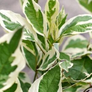 kontpuu-sibirica-variegata