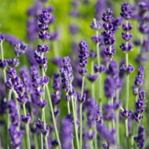 lavendel-hidcote