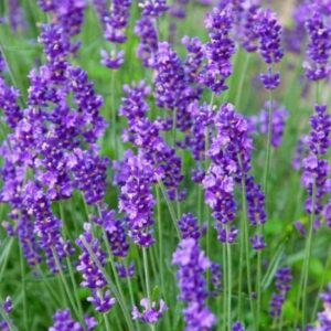 lavendel-munstead