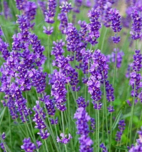 lavendel-munstead
