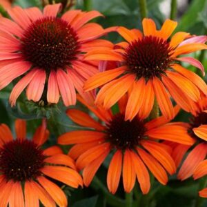 siilkuebar-skipper-orange