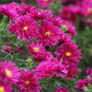 Aster-Royal-Ruby-4-D-scaled