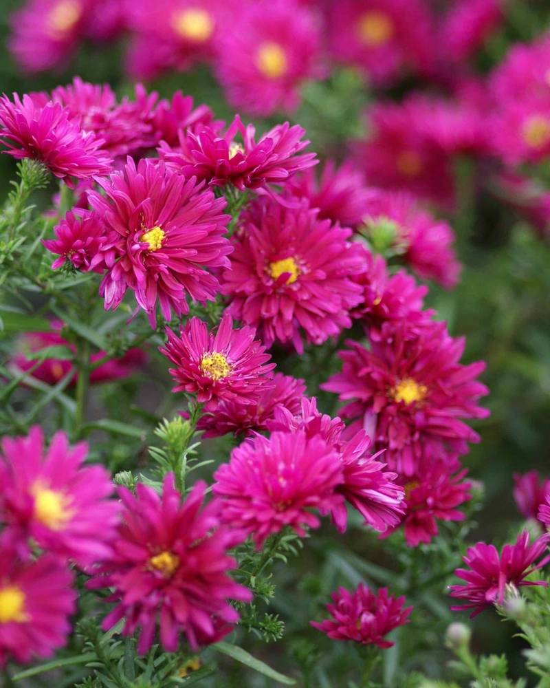 Aster-Royal-Ruby-4-D-scaled