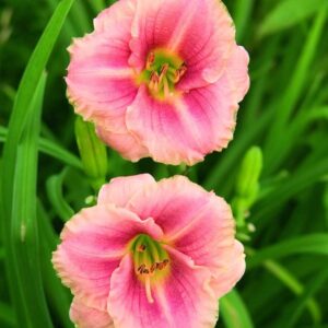 Hemerocallis-Little-Anna-Rosa-2-D