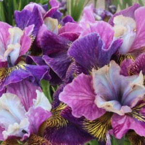 Iris-Charming-Billy-1-D-scaled-1
