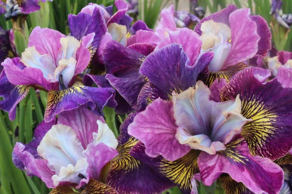 Iris-Charming-Billy-1-D-scaled-1
