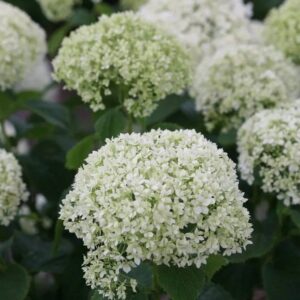 hortensia-Limetta-2