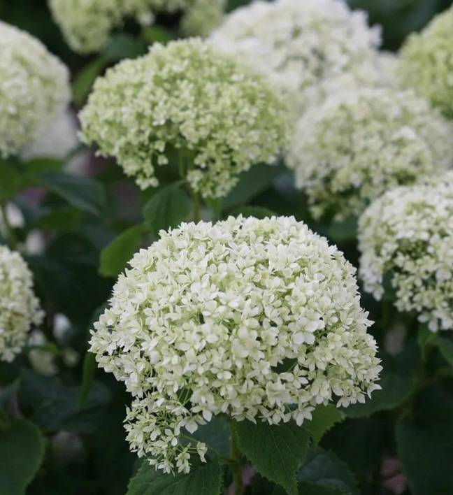 hortensia-Limetta-2
