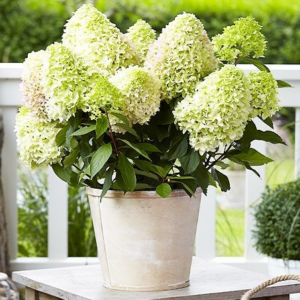 hortensia-little-fresco