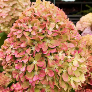 hortensia-pixio