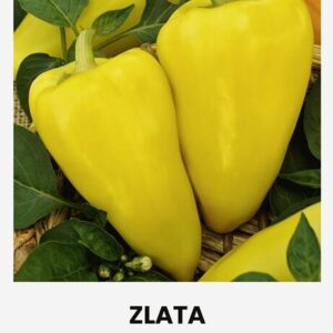 Magus paprika 'ZLATA'