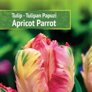 Tulp 'APRICOT PARROT' 5tk 11/12