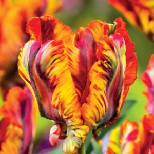 Tulp 'RASTA PARROT' 5tk 11/12