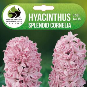Hüatsint 'SPLENDID CORNELIA' 3tk 14/15