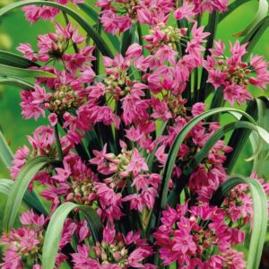 Mäestiklauk /Allium Ostrowskianum 20tk  4/5