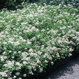 Jaapani enelas 'Albiflora' C1,5/P14 20-30cm