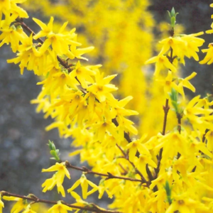 Värdforsüütia /  Forsythia ×intermedia 'Spectabilis' C5