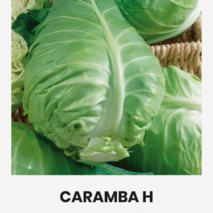 Teravatipuline kapsas 'CARAMBA H' 20s