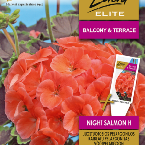 Pelargoon 'NIGHT SALMON H' 7s
