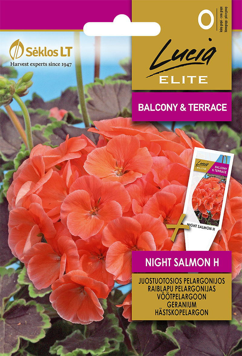 Pelargoon 'NIGHT SALMON H' 7s