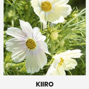 Kosmos 'KIIRO' 1g