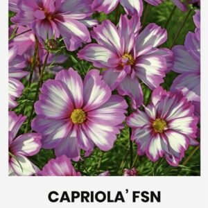 Kosmos 'CAPRIOLA' FSN'
