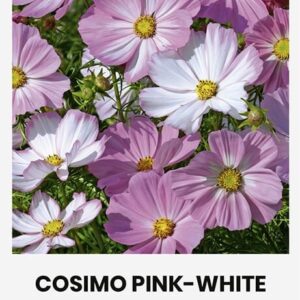 Kosmos 'COSIMO PINK-WHITE'