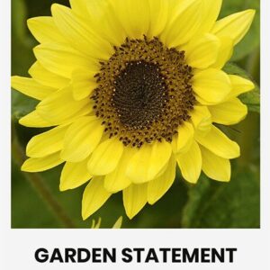 Päevalill 'GARDEN STATEMENT'