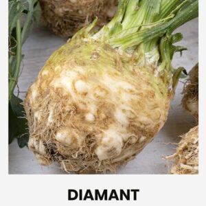 Juurseller 'DIAMANT'