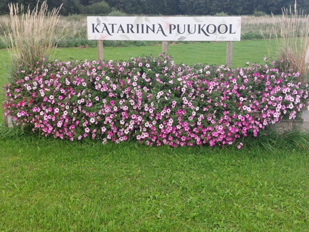 Katariina Puukooli lillekast sügisel: petuuniad ja kastik Karl Foerster
